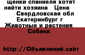 щенки спаниеля хотят найти хозяина › Цена ­ 4 000 - Свердловская обл., Екатеринбург г. Животные и растения » Собаки   